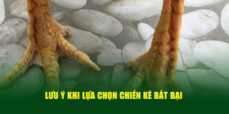 Vảy Gà Ngũ Quỷ Cùng Các Bí Kíp Bất Bại Từ Thương Hiệu OK9 6 Lưu ý khi lựa chọn chiến kê bất bại